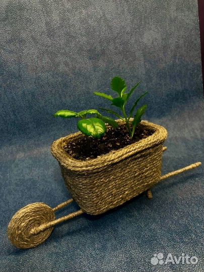 Комнатные растения