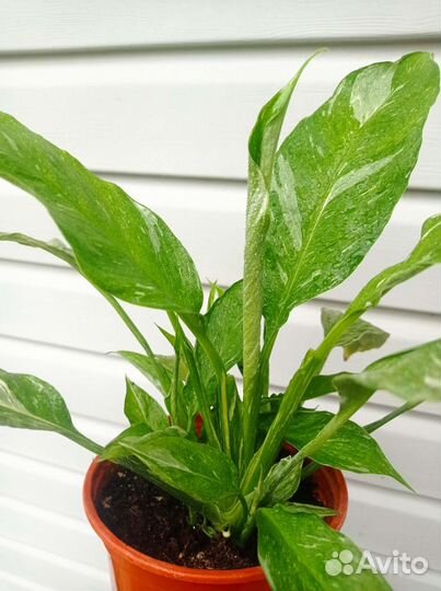 Спатифиллум Gemini (Джемини)