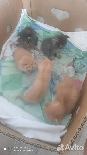Котята мейн-кун