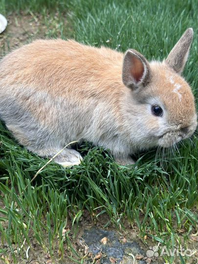 Декоративные кролики