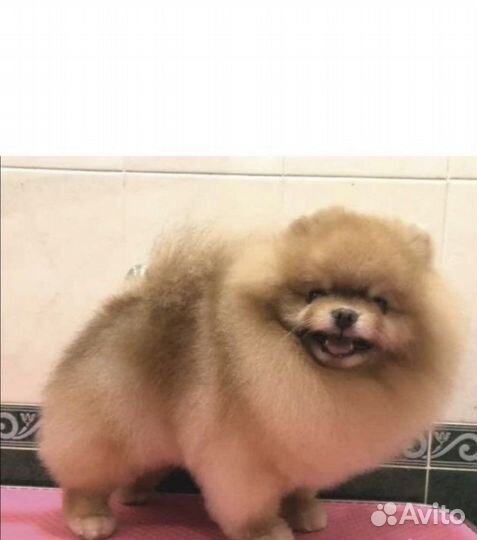 Шпиц девочка