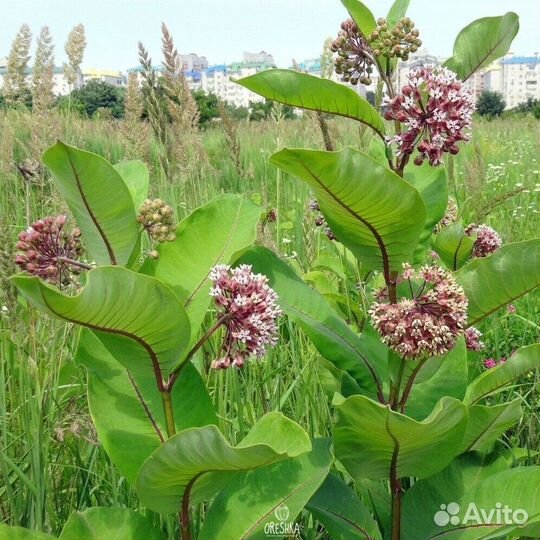 Ваточник сирийский (фикус садовый)