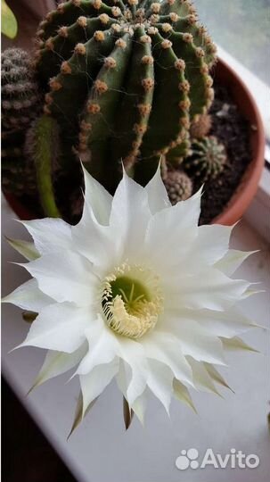 Кактус эхинопсис