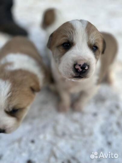 Щенки Алабай