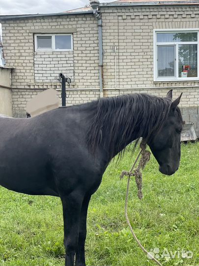 Карачаевский жеребец