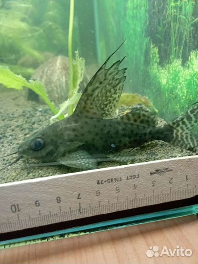 Синодонтис