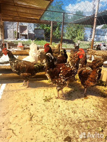 Петухи породистые