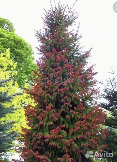 Ель круэнта,Ридал