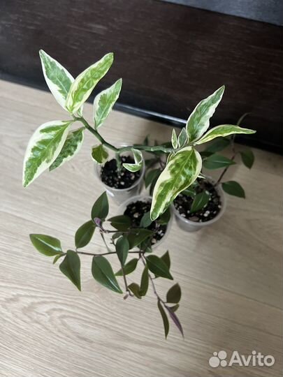 Педилантус традесканция