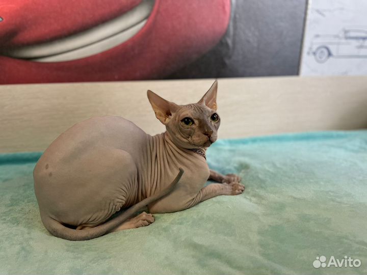 Донской сфинкс вязка