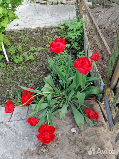 Луковицы тюльпанов