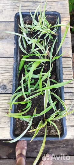 Хлорофитум