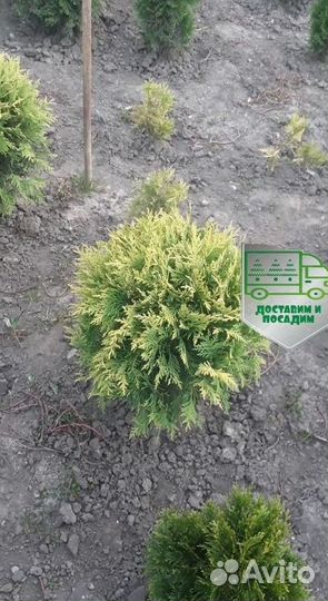 Туя Голден Глоб