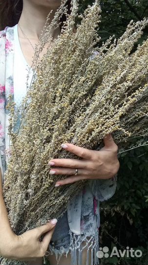 Полынь горькая