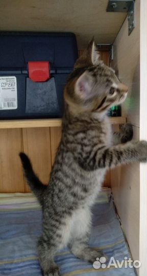 Котята в добрые руки бесплатно