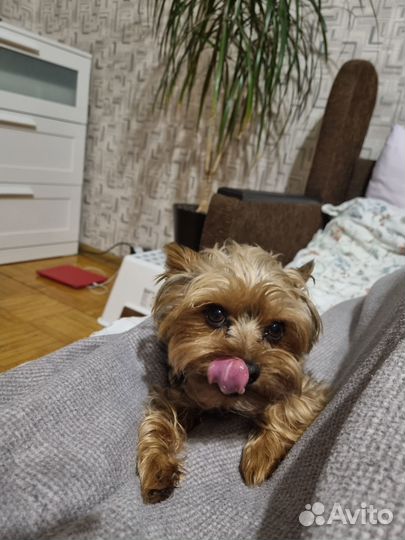 Вязка мини йорк