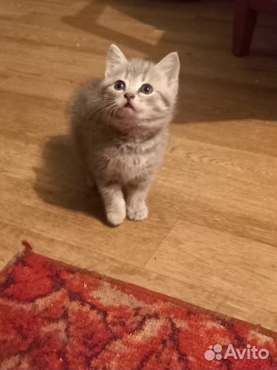 Котята бесплатно