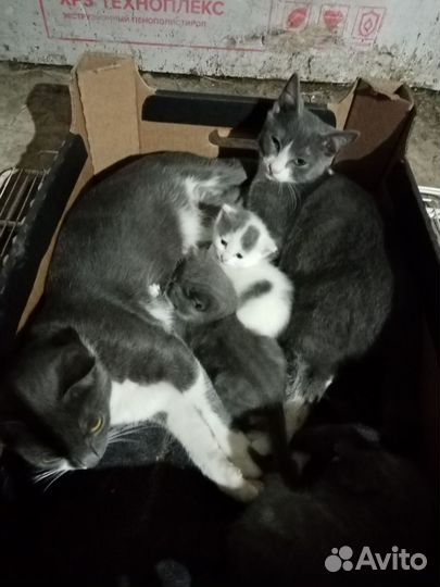 Кошки бесплатно