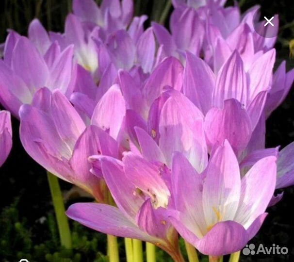 Безвременник