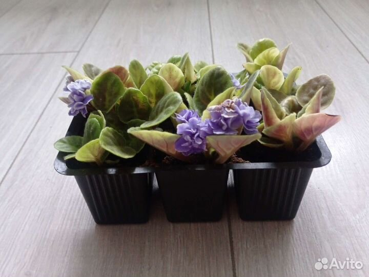 Детки фиалки