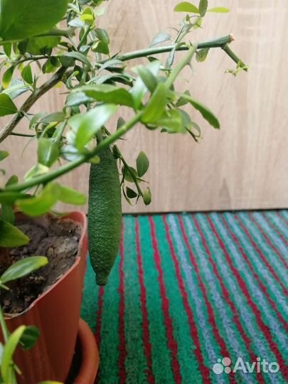 Комнатное растение. Микроцитрус австралазика