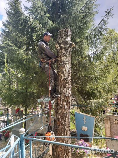 Спил деревьев