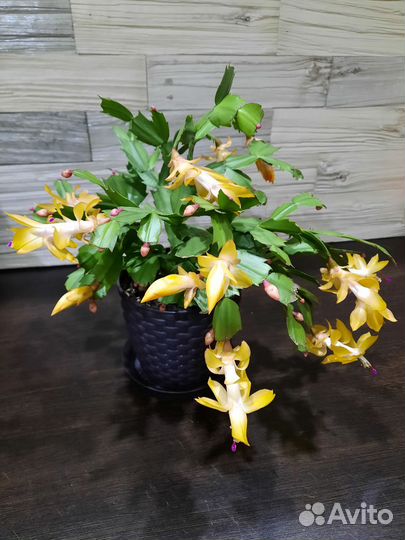 Декабрист желтый