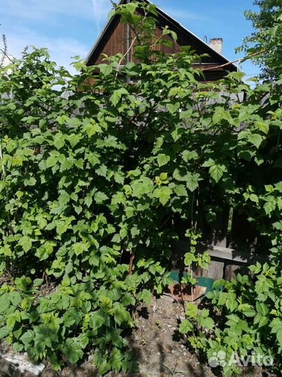 Продам саженцы ремонтантной малины