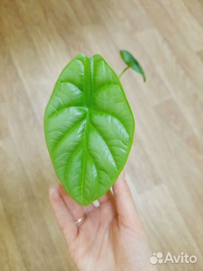 Алоказия Сильвер Драгон