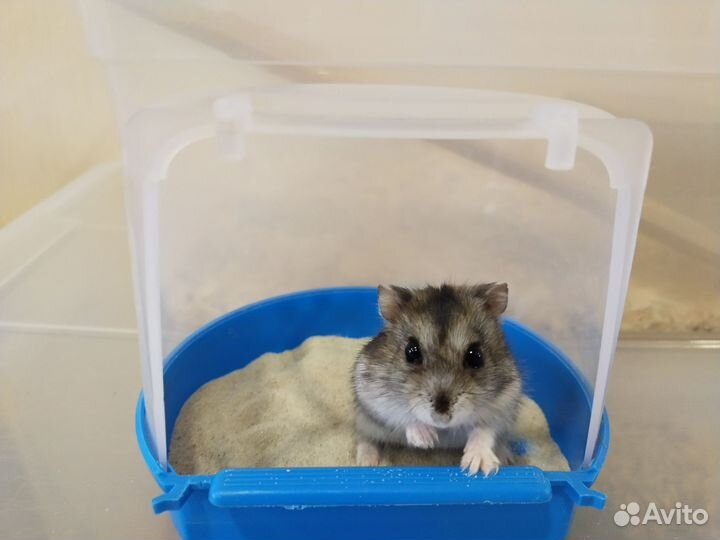 Отдам хомяка с клеткой в Очень добрые руки