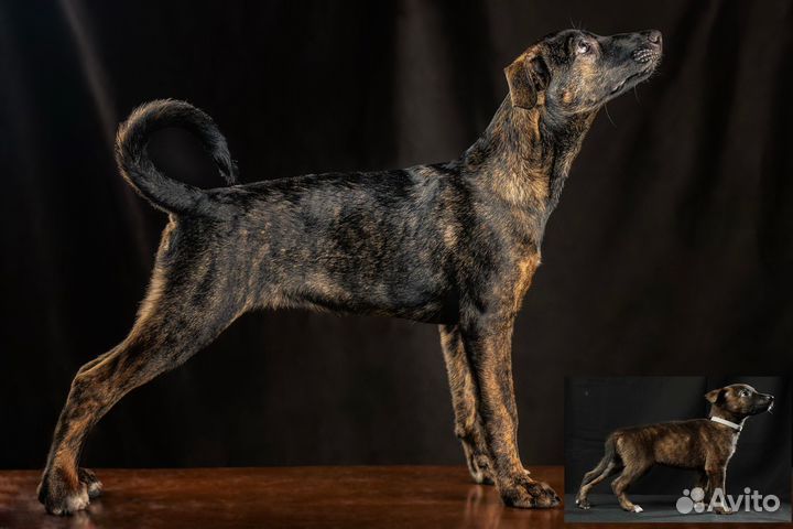 Голая собака в шерсти ксолоитцкуинтли