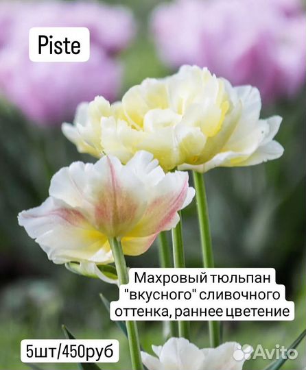 Тюльпаны, нарциссы (луковицы)