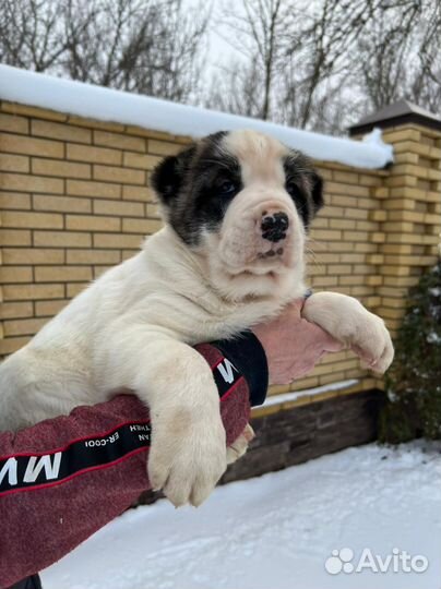 Среднеазиатская овчарка алабай щенки