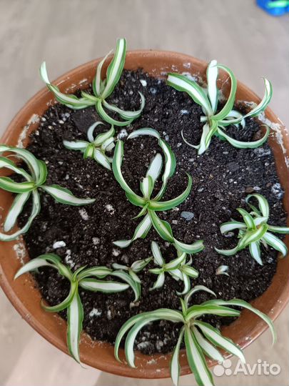 Хлорофитум