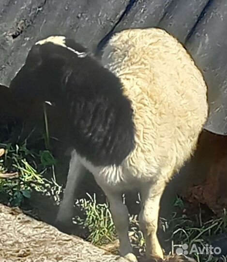 Бараны(мальчики) дорпер кросс