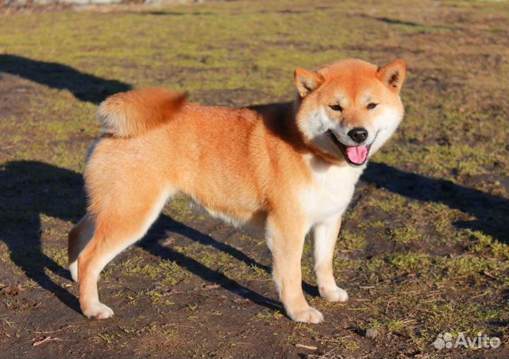Сиба-Ину