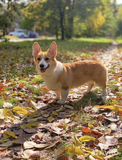 Собака-модель для фотоссесий.Вельш-корги пемброк