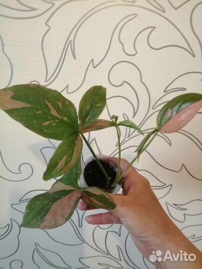 Продам сингониумы