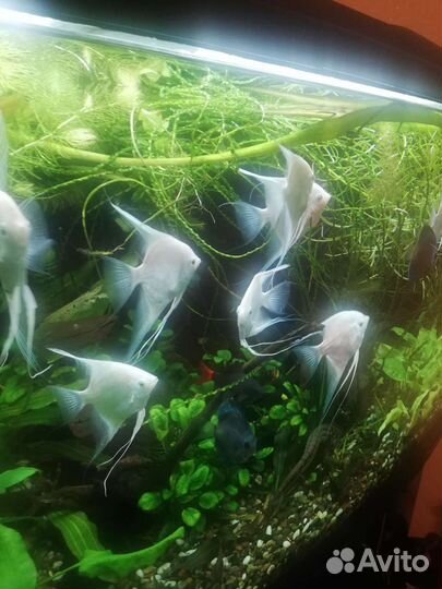 Скалярия-пара самец+самка