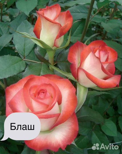 Саженцы роз