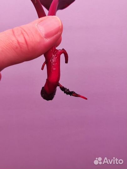 Филодендрон Оранжевая принцесса