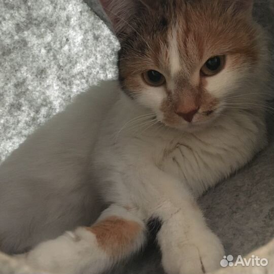 Кошки в добрые руки