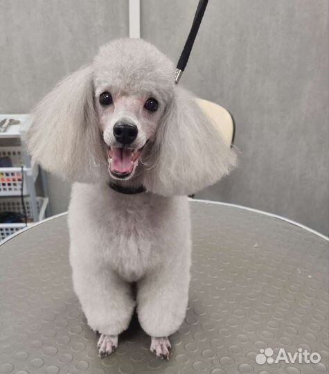 Стрижка собак и кошек в зоосалоне Пушистый франт