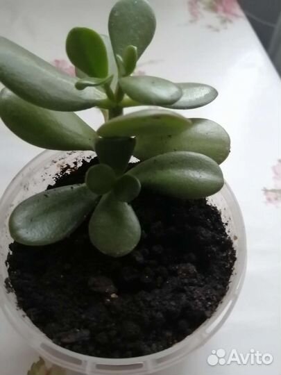 Толстянка, денежное дерево