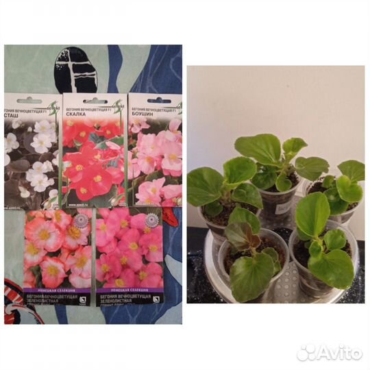 Бегонии вечноцветущие