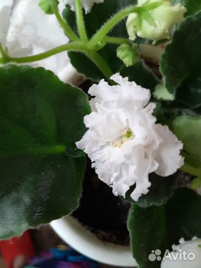 Сортовые фиалки