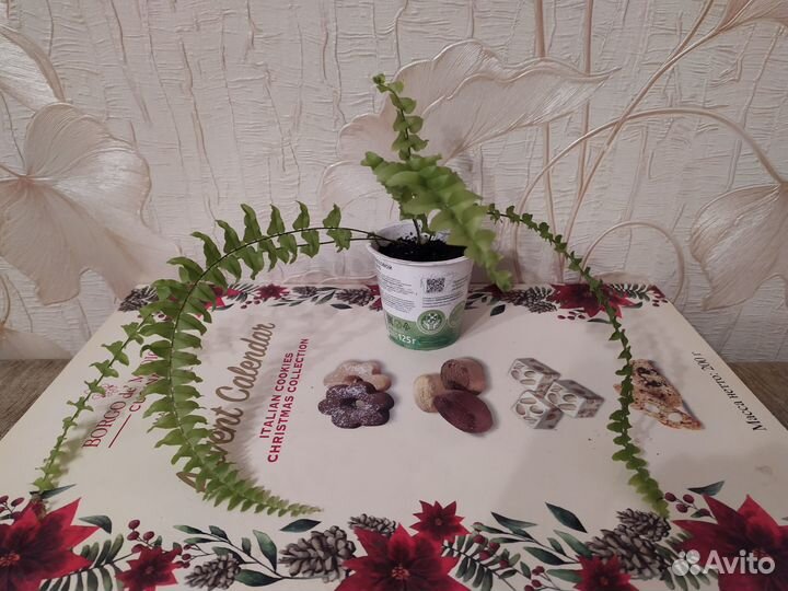 Папоротники - нефролепис и адиантум