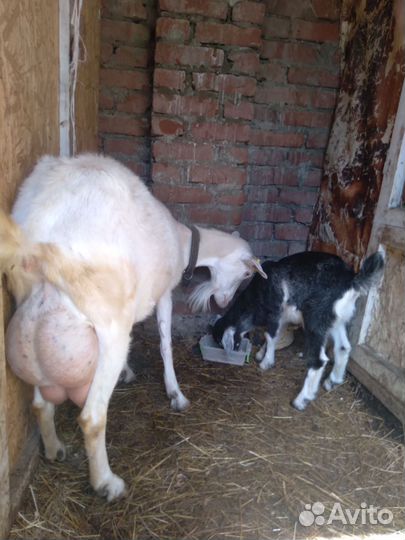 Козы и козлята