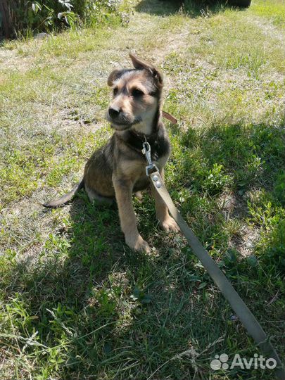 Щенок в добрые руки