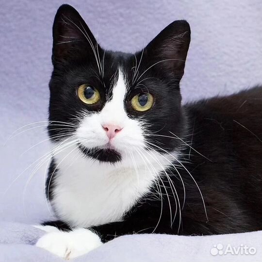 Кошка в добрые руки